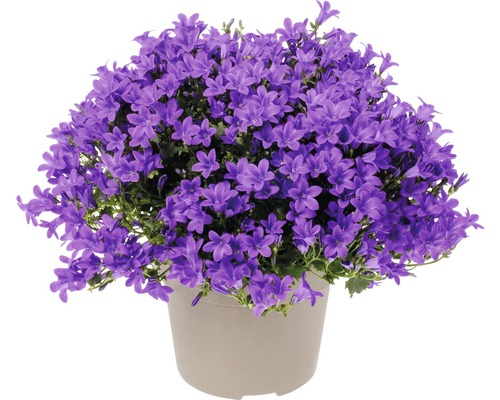 Glockenblume FloraSelf Campanula portenschlagiana 'Intens Purple' Ø 12 cm Topf