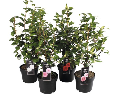 Kamelie FloraSelf Camellia japonica H 40-60 cm Ø 19 cm Topf zufällige Sortenauswahl Kamelienpflanzen in Töpfen mit verschiedenen Blütenfarben