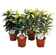 Mehrere Lilienpflanzen in Töpfen mit Blütenknospen und Blüten