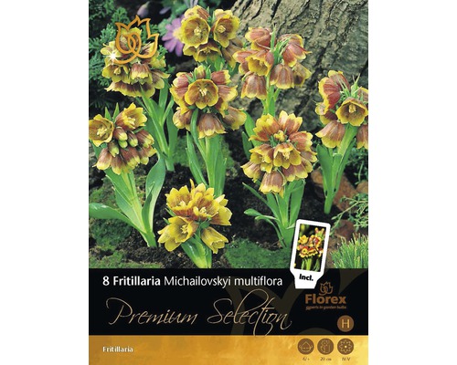 Blumenzwiebel Premium Fritilaria 'Michailovskyi multiflora' 8 Stk