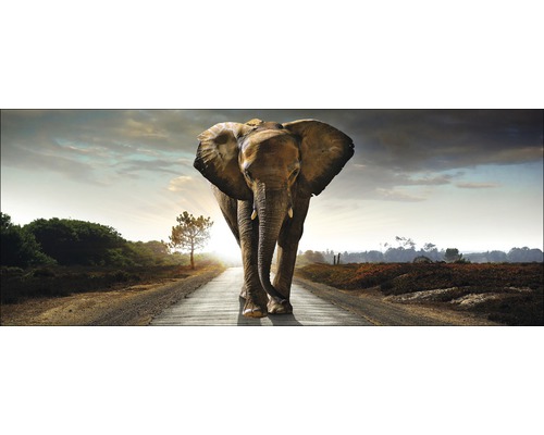 Glasbild Elephant 50x125 cm GLA979