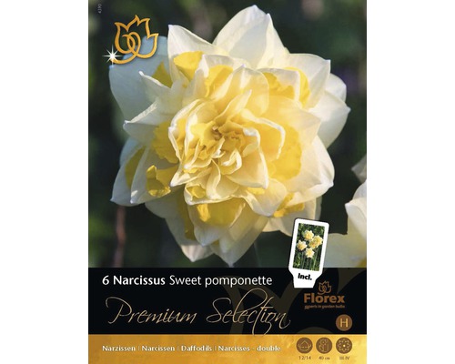 Blumenzwiebel Premium Narzisse 'Sweet Pompon' 6 Stk