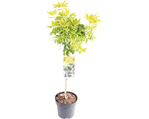 Orangenblume Stämmchen FloraSelf Choisya ternata 'Sundance' Stammhöhe 50 cm Co 3 L Schefflera Pflanze im Topf mit gelb-grünen Blättern