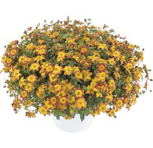 Bidens Pflanze im Topf