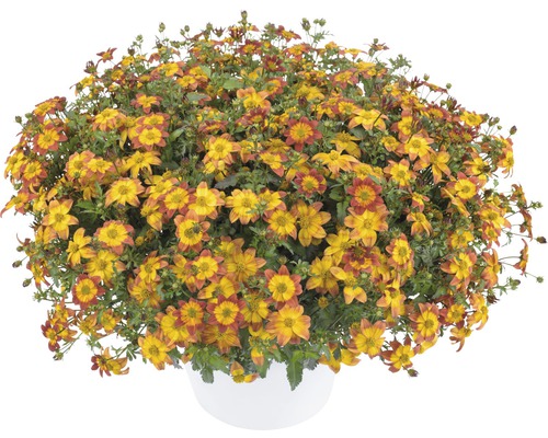 Bidens Pflanze im Topf