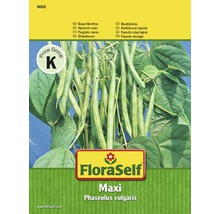 Buschbohne 'Maxi' FloraSelf samenfestes Saatgut Gemüsesamen-thumb-0