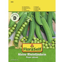 FloraSelf Kleine Rheinländerin Schalerbsen Sämerei