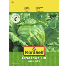 Eisbergsalat 'Great Lakes 118' FloraSelf samenfestes Saatgut Salatsamen-thumb-0