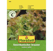 Salat 'Amerikanischer brauner' FloraSelf samenfestes Saatgut Salatsamen-thumb-0