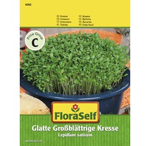 Kresse 'Glatt' FloraSelf samenfestes Saatgut Kräutersamen-thumb-0