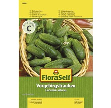 Einlegegurke 'Vorgebirgstrauben' FloraSelf samenfestes Saatgut Gemüsesamen