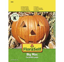 Kürbis 'Big Max' FloraSelf samenfestes Saatgut Gemüsesamen