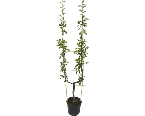 Bio Birne Einfach-U Form FloraSelf Bio Pyrus communis Spalierobst H 100-150 cm Co 10 L versch. Sorten