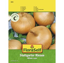 Zwiebel 'Stuttgarter Riesen' FloraSelf samenfestes Saatgut Gemüsesamen
