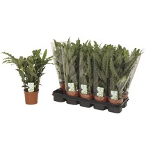 Korbmarante 'Blue Grass' FloraSelf Calathea rufibarba 'Blue Grass' H 34-45 cm Ø 12 cm Topf