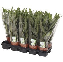Korbmarante 'Blue Grass' FloraSelf Calathea rufibarba 'Blue Grass' H 34-45 cm Ø 12 cm Topf