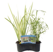 Teichpflanzen Set FloraSelf für Miniteich 45 cm Korb