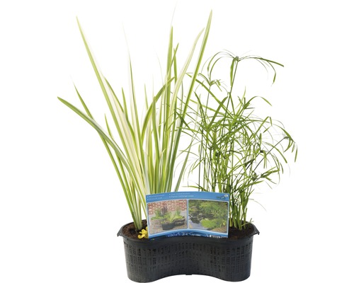 Teichpflanzen-Set im Topf mit verschiedenen Wasserpflanzen