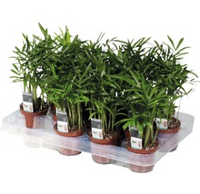 Bergpalme FloraSelf Chamaedorea H 20-30 cm Ø 7 cm Topf