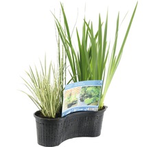 Teichpflanzen Set FloraSelf für Miniteich 45 cm Korb