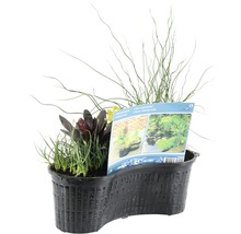 Teichpflanzen Set FloraSelf für Miniteich 45 cm Korb