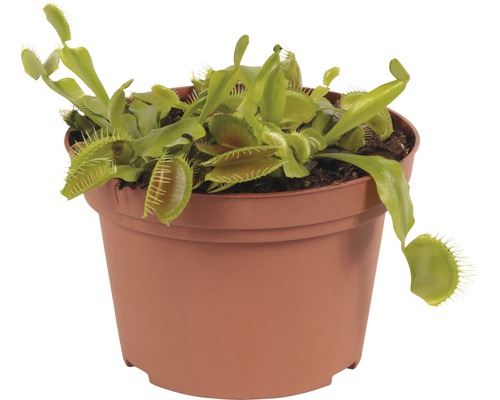 Venusfliegenfalle in einem Topf