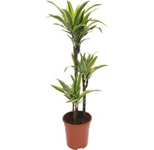 Drachenbaum im Topf