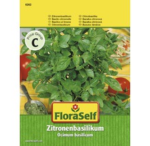 Zitronenbasilikum 'Einjährig' FloraSelf samenfestes Saatgut Kräutersamen