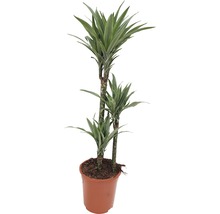 Drachenbaum im Topf