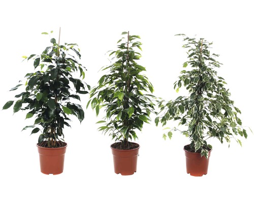 Birkenfeige FloraSelf Ficus H 70-80 cm Ø 17 cm Topf sortiert Drei Birkenfeigen in Töpfen