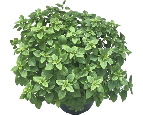 Basilikum Topfpflanze