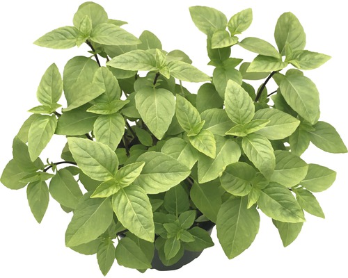 Basilikumpflanze im Topf