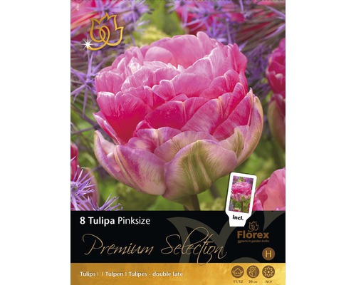 Blumenzwiebeln Premium Tulpe 'Pink Size' 8 Stk