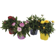 <p>Strohblume FloraSelf Xerochrysum bracteatum Ø 12/13 cm Topf</p>