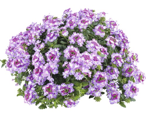 Verbene, Eisenkraut FloraSelf Verbena Vanessa ™ Serie 'Bicolor Purple' Ø 12 cm Topf