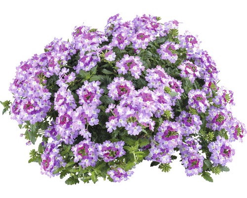 Verbene, Eisenkraut FloraSelf Verbena Vanessa ™ Serie 'Bicolor Purple' Ø 12 cm Topf Verbene Pflanze mit Blüten