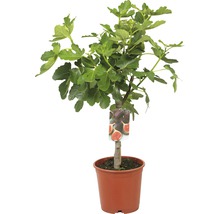 Feigenbaum FloraSelf Ficus carica Halbstamm H 40-60 cm Gesamthöhe ca. 80-100 cm Co 15 L-thumb-1