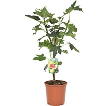 Feigenbaum FloraSelf Ficus carica Halbstamm H 40-60 cm Gesamthöhe ca. 80-100 cm Co 15 L-thumb-2