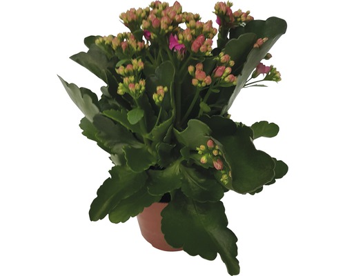 Flammendes Käthchen FloraSelf Kalanchoe 'Calandiva' H 20-25 cm Ø 12 cm Topf rosa Kalanchoe in einem Topf mit grünen Blättern und rosa Blütenknospen