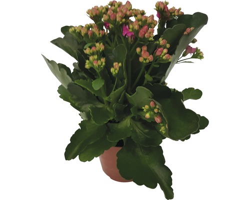 Flammendes Käthchen FloraSelf Kalanchoe 'Calandiva' H 20-25 cm Ø 12 cm Topf rosa