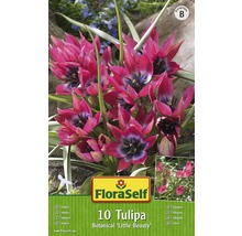Verpackung mit 10 Tulpen Botanical ''Little Beauty''