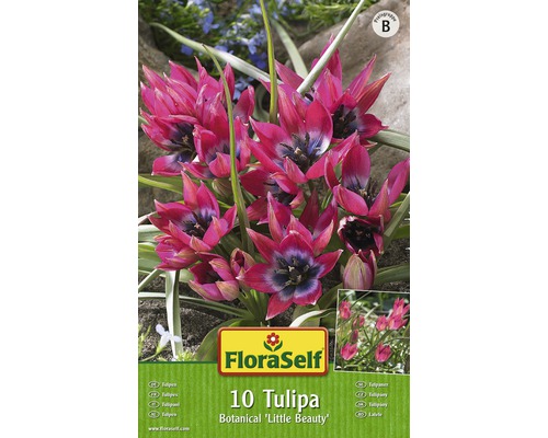 Verpackung mit 10 Tulpen Botanical ''Little Beauty''