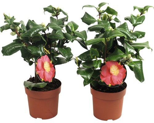 Kamelie FloraSelf Camellia japonica H 30-50 cm Ø 12 cm Topf zufällige Sortenauswahl