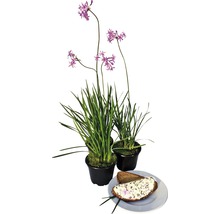 Drei Topfpflanzen Schnittlauch mit lila Blüten und ein Teller Brot mit Kräuterquark