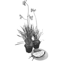 Zwei Topfpflanzen Allermannsharnisch neben einem Teller mit Brot und Dip