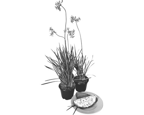 Zwei Topfpflanzen Allermannsharnisch neben einem Teller mit Brot und Dip