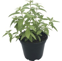 BIO Zitronenverbene FloraSelf Bio Aloysia citrodora Ø 12 cm Topf