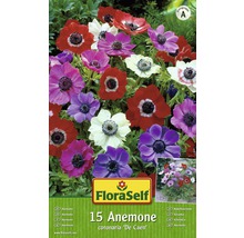 Verpackung mit 15 Anemonen Blumenzwiebeln der Sorte ''De Caen''