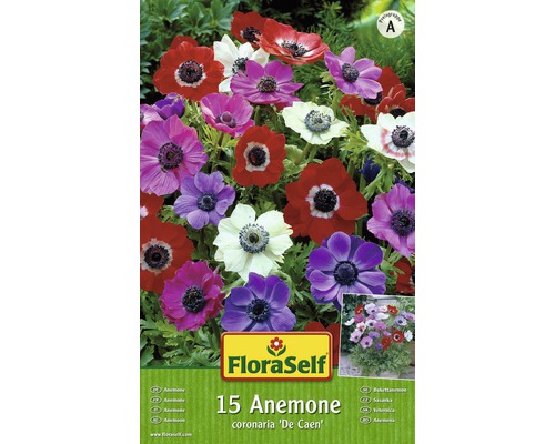 Verpackung mit 15 Anemonen Blumenzwiebeln der Sorte ''De Caen''