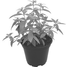BIO Zitronenverbene FloraSelf Bio Aloysia citrodora Ø 12 cm Topf